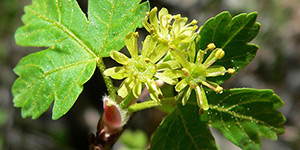 Acer glabrum – see picture in the calendar, blooming flowers close-up.