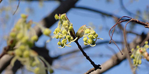 Acer grandidentatum – see picture in the calendar, flowers close up.