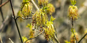 Acer negundo – see picture in the calendar, this plant begins to bloom simultaneously with the appearance of leaves.