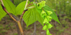 Acer pensylvanicum – see picture in the calendar, flowers and leaves close-up.