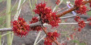Acer rubrum – see picture in the calendar, flowers on a branch closeup.
