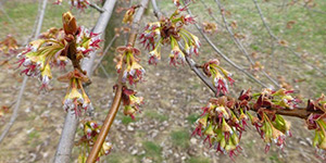 Acer saccharinum – see picture in the calendar, branch with flowers, early spring.