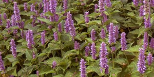 Agastache foeniculum – see picture in the calendar, Flowering plants.