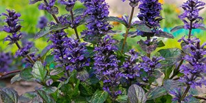 Ajuga reptans – see picture in the calendar, Stems, leaves and flowers.