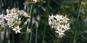 Allium tuberosum – see picture in the calendar, thick spherical umbrellas.
