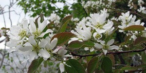 Amelanchier arborea – see picture in the calendar, delicate white flowers.