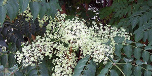 Aralia spinosa – see picture in the calendar, flowers are waiting for bees.