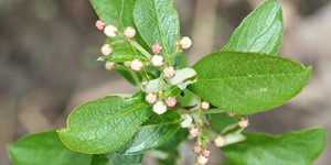 Aronia arbutifolia – see picture in the calendar, Plant begins to bloom.
