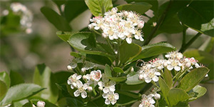 Aronia melanocarpa – see picture in the calendar, Black chokeberry - flowers on the branch .