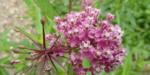 Asclepias syriaca – see picture in the calendar, pinkish-lilac, fragrant flowers, collected in large umbrella-shaped inflorescences.