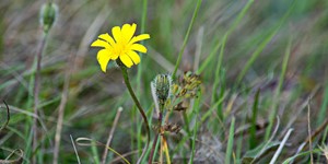 Asteraceae – see picture in the calendar, lonely flower in the meadow.