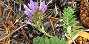 Astragalus – see picture in the calendar, delicate flowers in a pine forest.