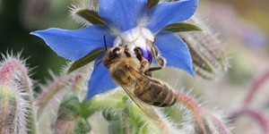 Borago officinalis – see picture in the calendar, the bee collects pollen.