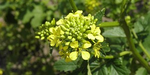 Brassica rapa – see picture in the calendar, the beginning of the flowering period.