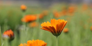 Calendula officinalis – see picture in the calendar, bright orange flowers.