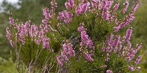 Calluna vulgaris – see picture in the calendar, evergreen flowering shrub.