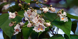 Catalpa speciosa – see picture in the calendar, flowers on a branch closeup.