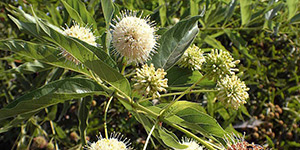 Cephalanthus occidentalis – see picture in the calendar, peculiar flowers.