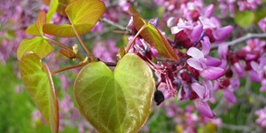 Cercis orbiculata – see picture in the calendar, Young leaves and pink flowers on a branch.
