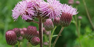 Cirsium arvense – see picture in the calendar,.