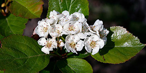 Crataegus douglasii – see picture in the calendar, flowering branch.