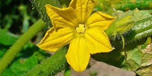 Cucumis sativus – see picture in the calendar, A large, yellow beautiful flower..