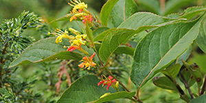 Diervilla lonicera – see picture in the calendar, flowering branch.