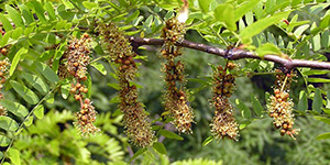 Gleditsia triacanthos – see picture in the calendar, branch with flowers.