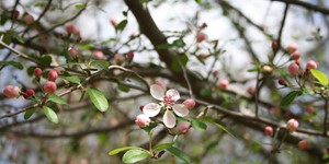 Malus angustifolia – see picture in the calendar, Flowers bloom at the same time as leaves appear.