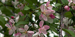 Malus coronaria – see picture in the calendar, a branch dotted with pink flowers.