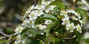 Malus fusca – see picture in the calendar, Branch of a plant with green leaves and white flowers..