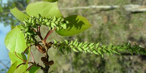Populus tremuloides – see picture in the calendar, long catkins hanging from a branch.