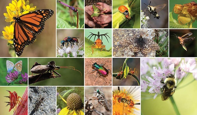 Practices that promote birds, bees, and butterflies