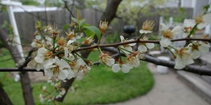 Prunus americana – see picture in the calendar, The branch is blooming.