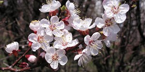 Prunus armeniaca – see picture in the calendar, soft pink fragrant flowers.