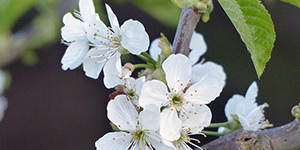Prunus cerasus – see picture in the calendar, flowers close-up..