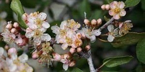 Prunus fremontii – see picture in the calendar, Shrub flowers, flowers and buds..