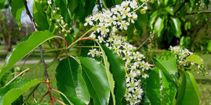 Prunus serotina – see picture in the calendar, Black cherry flowering branch.