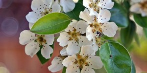 Pyrus communis – see picture in the calendar, Pear blossoms in white, inflorescence closeup.