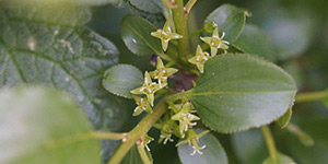 Rhamnus cathartica – see picture in the calendar, young flowers on a branch, the beginning of flowering.
