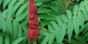 Rhus glabra – see picture in the calendar, big red flower.