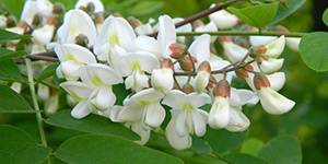 Robinia pseudoacacia – see picture in the calendar, Branch with flowers.