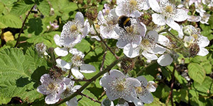 Rubus armeniacus – see picture in the calendar, Rubus armeniacus (Himalayan blackberry) branch with flowers. Bumblebee collects nectar..