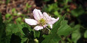 Rubus canadensis – see picture in the calendar, pink flower close-up.