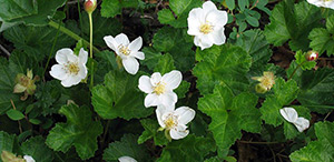Rubus chamaemorus – see picture in the calendar, Rubus chamaemorus (Cloudberry, Bakeapple) blooming flowers of perfect form.