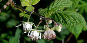 Rubus idaeus – see picture in the calendar, Rubus idaeus (Raspberry) little flowers.