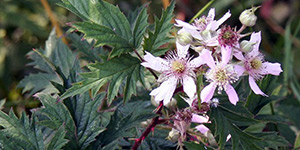 Rubus laciniatus – see picture in the calendar, beautiful flowers on a branch.