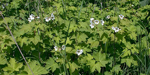 Rubus parviflorus – see picture in the calendar, Rubus parviflorus (Thimbleberry) white flowers towering above the bushes.