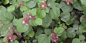 Rubus phoenicolasius – see picture in the calendar, the beginning of flowering.