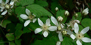 Rubus ursinus – see picture in the calendar, Rubus ursinus (California blackberry) beautiful flowers bloomed.